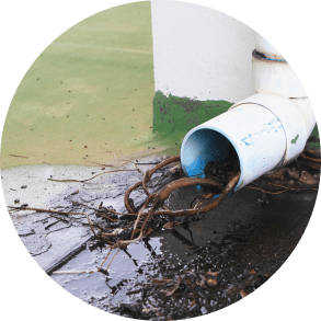 Invasive Tree Roots Invasive Tree Roots